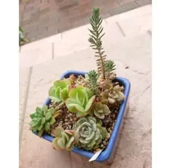 ❣️速達代❣️現品 エケベリア 寄せ植え 多肉弁当 多肉植物 - メルカリ
