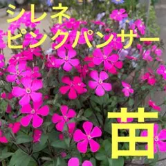 Kuma4721様 リクエスト 2点 まとめ商品