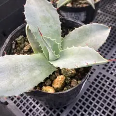 アガベ パリー トランカータ 38 実生 【選抜株 地植え 耐寒性】 - メルカリ
