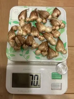 ベトナム産ヒカマ Củ đậu - 約2kg(5〜7個)送料込 - メルカリ