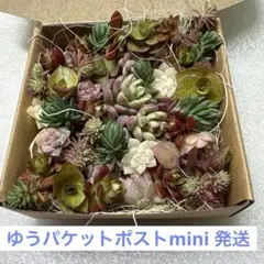 【お値下げ中❣️699円→666円】多肉植物☆カット苗☆詰め合わせセット(小苗)