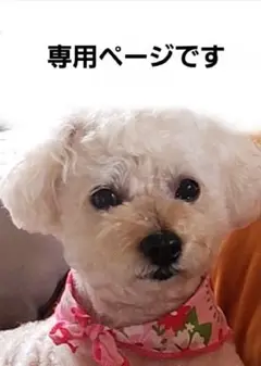 専用ページ