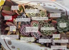 F*光様 多肉植物　寄せ植え　カット苗　セット　エケ　セダム　グラプト　クラッス