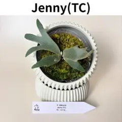 j*様 P. willinckii 'Jenny' TC - メルカリ