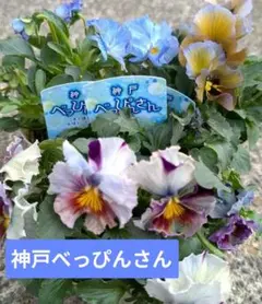 2026年最新】ビオラ神戸べっぴんさんの人気アイテム - メルカリ