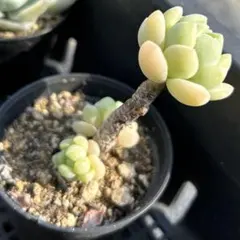 しょーゆ様 リクエスト 2点 まとめ商品