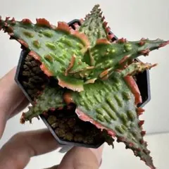 Dyckia 'Pink Millipede' ディッキア Otto株 - メルカリ