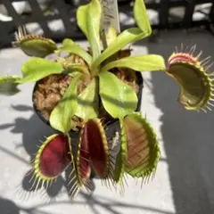 食虫植物 ハエトリソウ Jaws Smiley - メルカリ