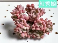 多肉 多肉植物 ピンクラバー カット苗 2個セット 訳あり - メルカリ