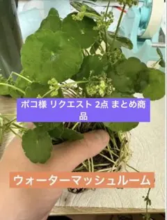 ポコ様 リクエスト 2点 まとめ商品