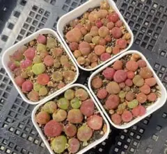 2025年最新】コノフィツム マウガニーの人気アイテム - メルカリ