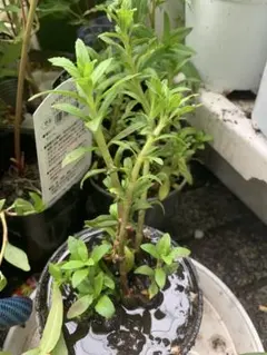 Lulu 様専用ベトナムハブ苗セット