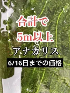 2026年最新】アナカリスの人気アイテム - メルカリ