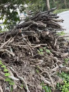 孟宗竹 地下茎 筍栽培 竹の根 20cm 5本 - メルカリ