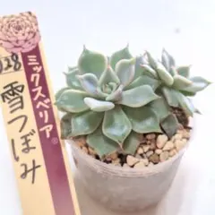 ❤️専用出品❤️おらいさん苗　ミックスベリア　　　　❤️雪つぼみ❤️札なし 0ba48ad9e9b01e0139967f93f8f700