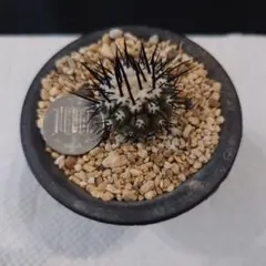 2025年最新】黒王丸 カキコの人気アイテム - メルカリ