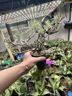 2026年最新】サルコカウロン バンデリエティアエの人気アイテム - メルカリ