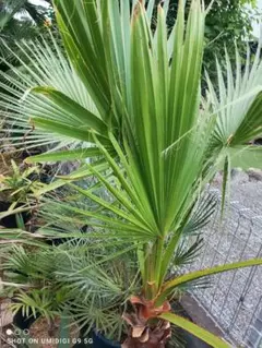 熱帯植物 ✨激レア✨バリントニア パプアナ 