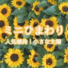 【お花の種】ミニひまわり☆向日葵 小夏 種子 約20粒！