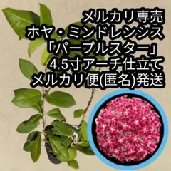 ホヤ・sp.UT-033「ライムグリーン」4.5寸アーチ仕立て メルカリ便発送