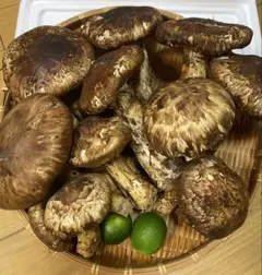 激安 松茸 1kg 国産 送料無料 L 鮮度抜群 まつたけ きのこ 秋 長野 M 激安 松茸 1kg 送料無料 L M 鮮度抜群 まつたけ きのこ 秋 長野 - メルカリ