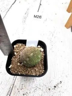 2026年最新】プセウドリトス ミギウルティヌスの人気アイテム - メルカリ