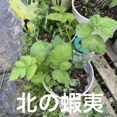70センチ グレンアンプル 大実トゲなしラズベリー 大 苗木 - メルカリ