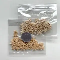 現品　ヒトデ　100個　1.5センチ前後　レジン　素材　パーツ　貝殻　星　海