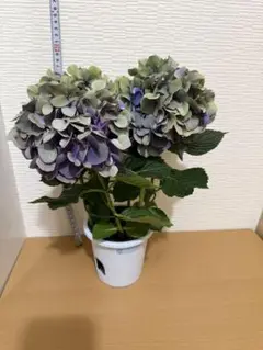福岡県鬼木様の紫陽花☆ハイドランジア☆筑紫路風車☆8号鉢☆超希少☆ 福岡県鬼木様の紫陽花☆筑紫路風 寄せ植えミックス☆14号鉢☆超
