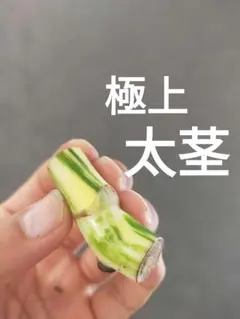 【F3】斑入りモンステラ ホワイトタイガー カット茎 成長点1つのサムネイル