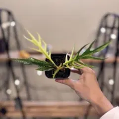 2026年最新】フィロデン トータムの人気アイテム - メルカリ