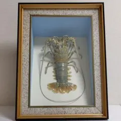 2025年最新】伊勢海老剥製の人気アイテム - メルカリ