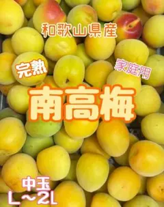 和歌山県産　完熟南高梅‼️L〜２L混合‼️２kg　みかんキング　家庭用のサムネイル