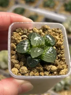 Hawo_and_ui様 リクエスト 2点 まとめ商品