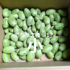 ⭐︎新鮮⭐︎タヒチモンビン(5kg) ケドンドン タマゴノキ Cóc Tươi