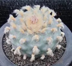 ゆきみ様 リクエスト 2点 まとめ商品