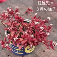 2026年最新】多肉植物 紅稚児の人気アイテム - メルカリ