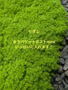 セダム　多肉植物　苔のサムネイル