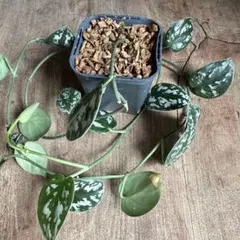 美株　スキンダプサス　マハリカ　斑入り　ハーフムーン　鉢ごとメルカリ便 2025年最新】品種名：スキンダプサス その他観葉植物の人気