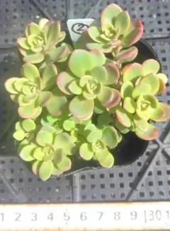 草花火 クサハナビ 抜き苗 - メルカリ