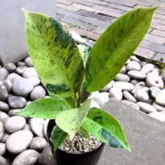 現物「フィカス・ジン」３号　Ficus elastica jinのサムネイル
