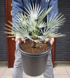 2026年最新】チャメロプスの人気アイテム - メルカリ