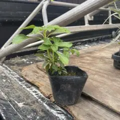 西脇様 リクエスト 6点 まとめ商品