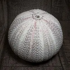 特大サイズ！ヨーロッパオオウニ レインボーウニ ウニ シーウーチン 殻 Ｄ