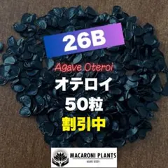 【26B】アガベ オテロイ 種子 50粒 Agave oteroiのサムネイル