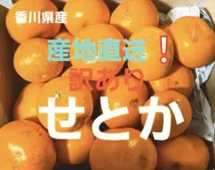 産地直送❗️香川県産　訳ありせとか　3キロのサムネイル
