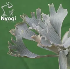 P. White Rhino(OC) Nukul正規タグ付 - メルカリ