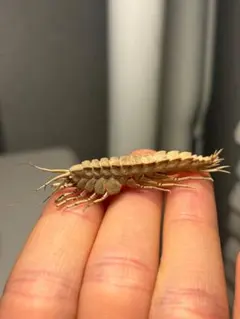 乾燥珍々】シロアリの女王標本 超巨大 液浸標本 昆虫標本 パラポネラ