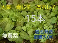 大葉　青ジソ　青シソ　苗　15本　匿名発送のサムネイル