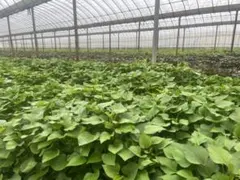 はるる様専用　はるか5 あずま5